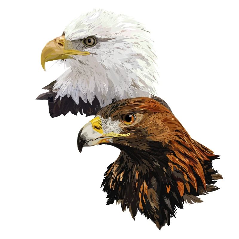 Eagles