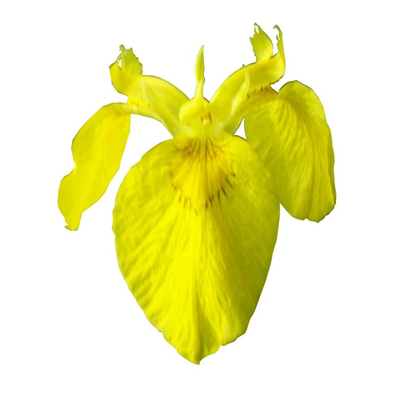 iris
