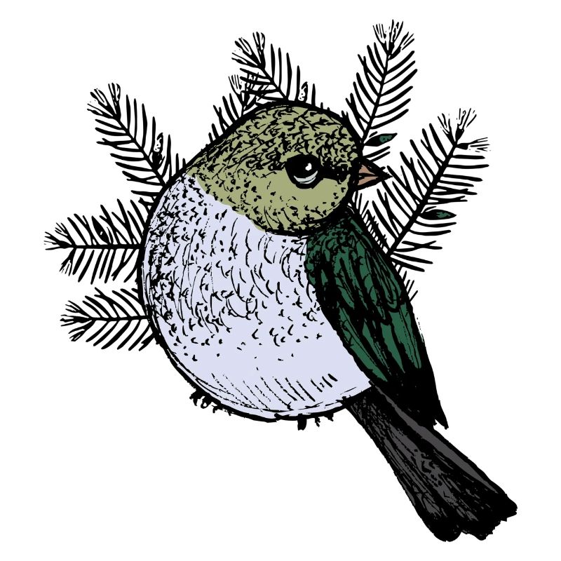 Bird Drawing with Fir Branches