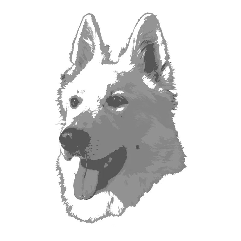 Berger Blanc Suisse