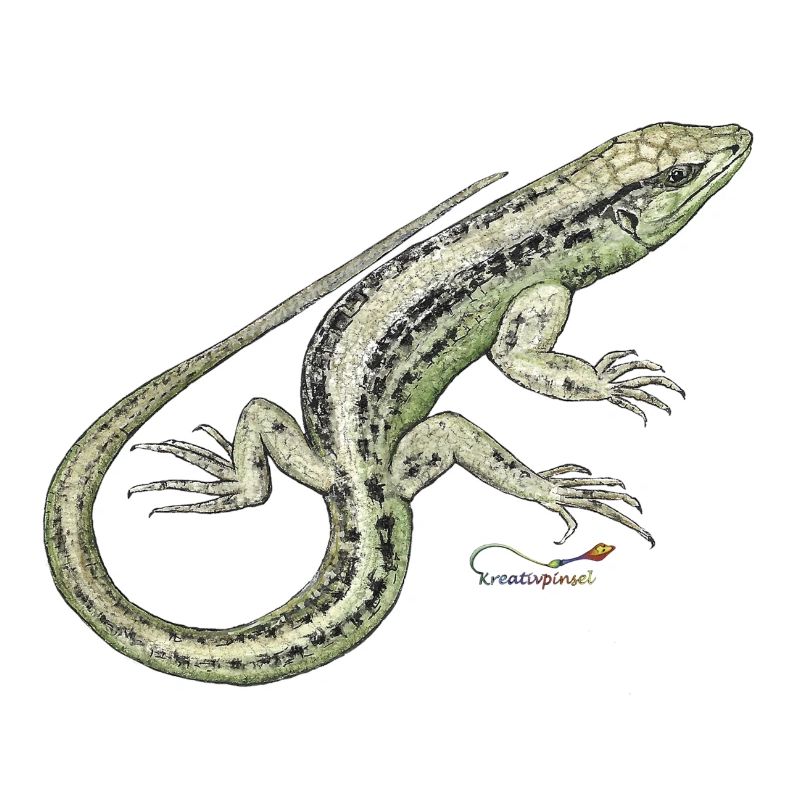 Sand lizard