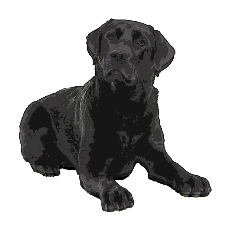 Labrador noir