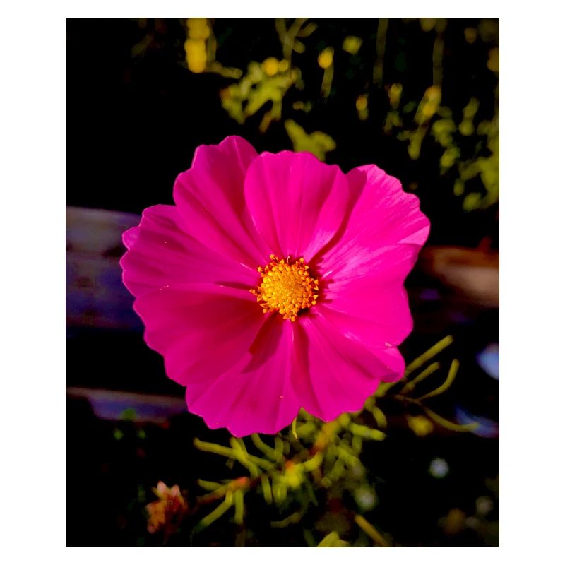 Cosmea