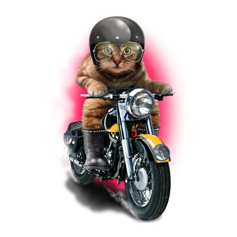 CAT RIDER