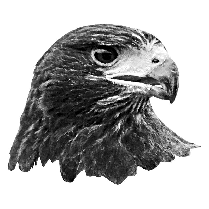 Eagle, hawk, buzzard, gray