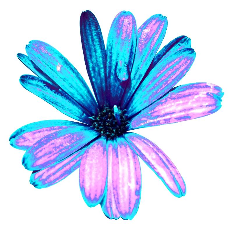 Fleur turquoise et rose
