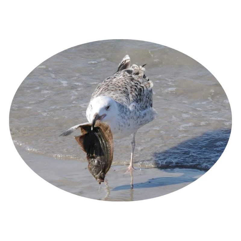 Die Möwe hat ein Leckerbissen - eine Scholle