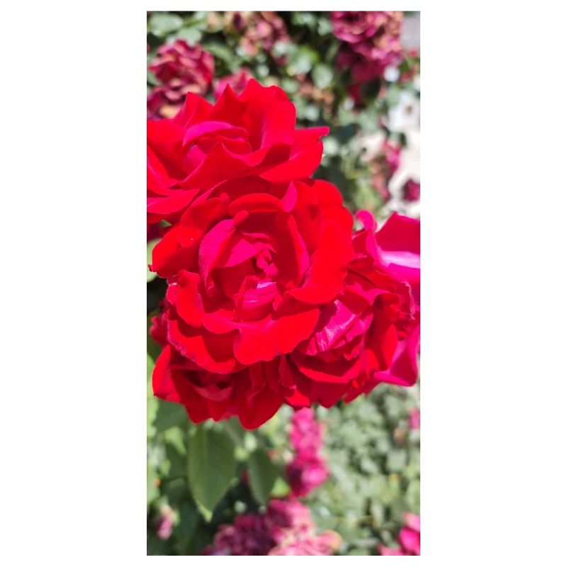 Rose rouge