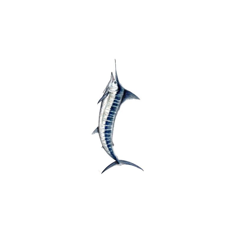Blue Marlin - Blue marlin - Espadon - Fish