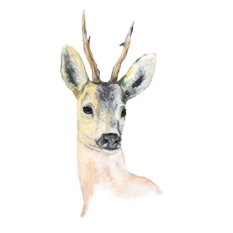Deer 1.0