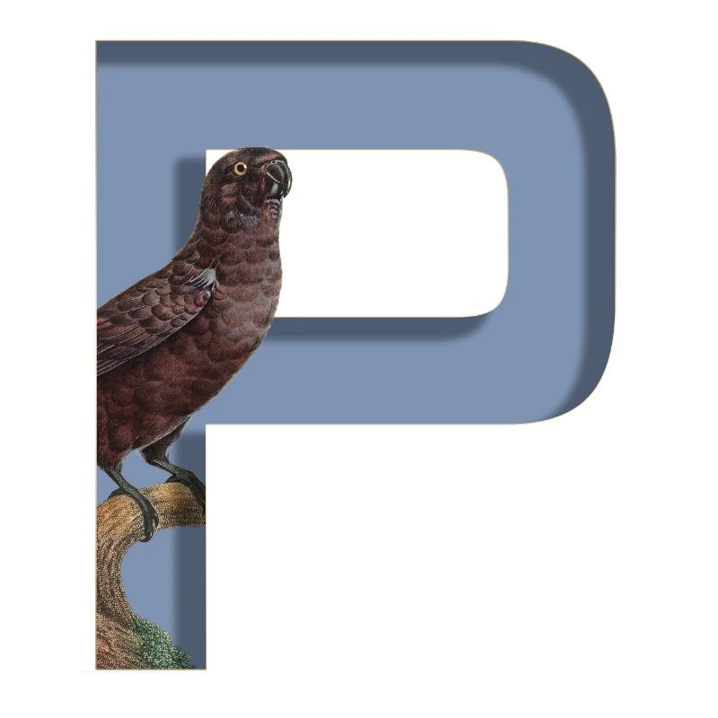 Alphabet, letter P with Parrot