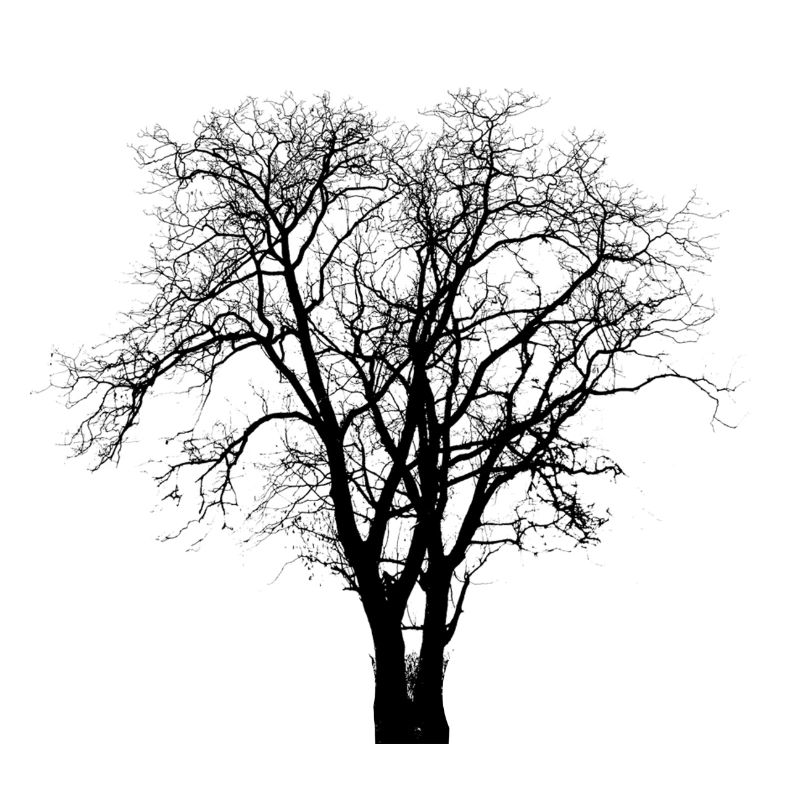 Arbre sec