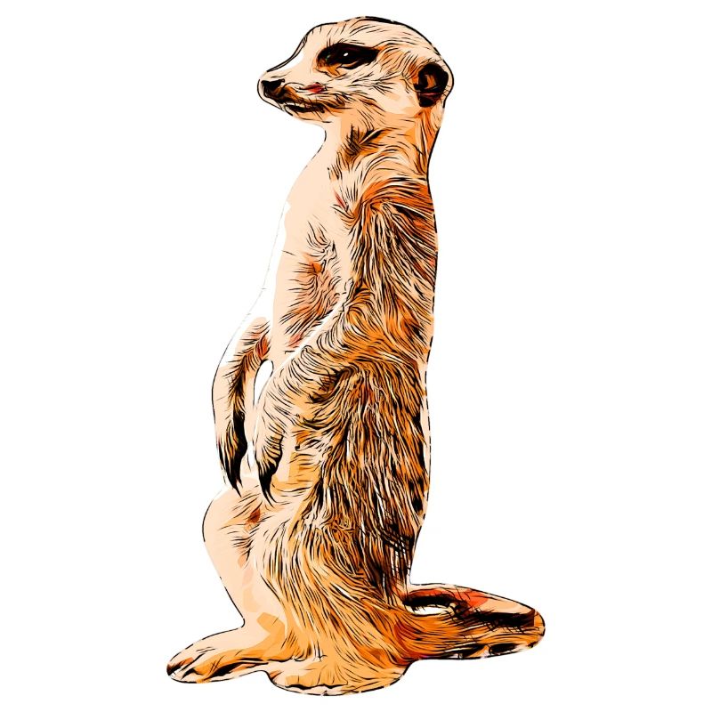 Erdmännchen