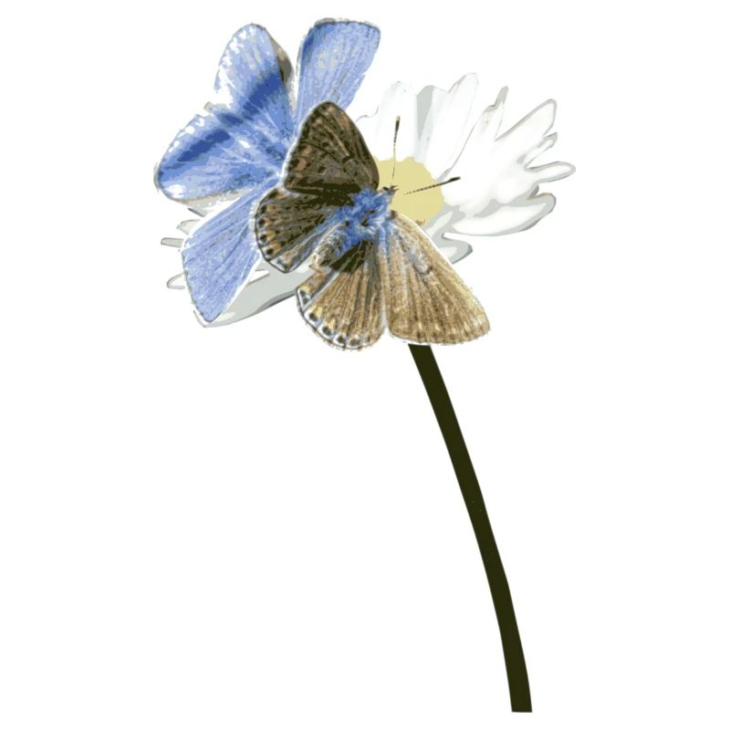 Zwei Bläuling Schmetterlinge auf einer Blüte