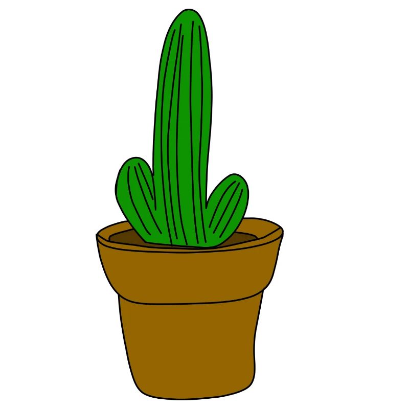 kaktus