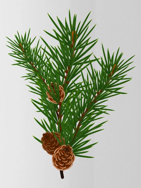 Pine branch