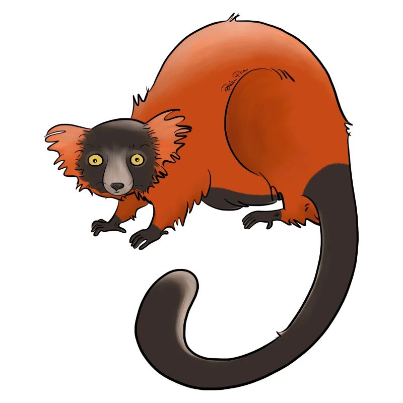 Rufous vari, Lemur oder nichts