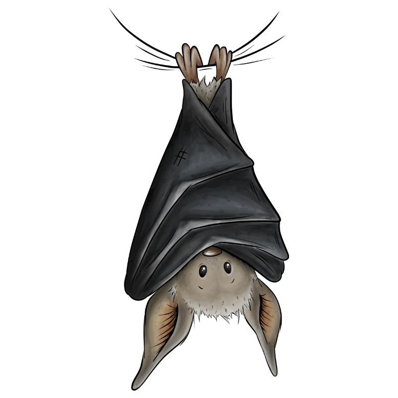Funny chilling upside down hanging bat