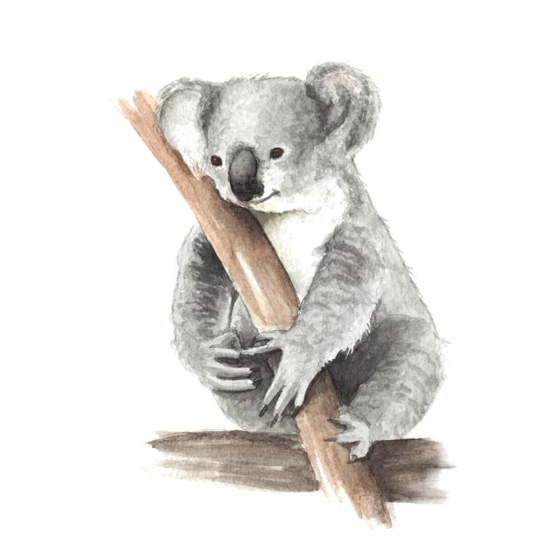 Koala