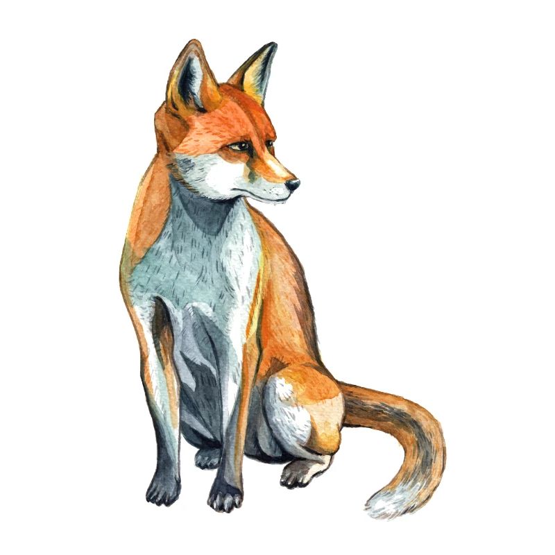 Fuchs