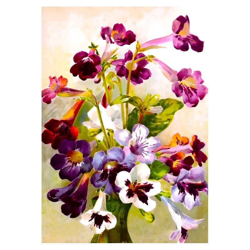 Violettes