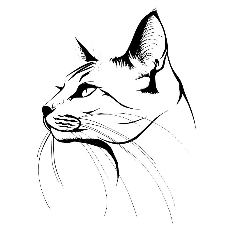 Chat, Motif De Chat, Visage De Chat