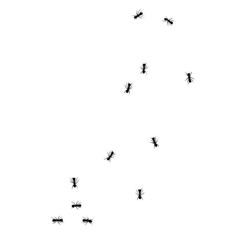 Ants insects Bugs
