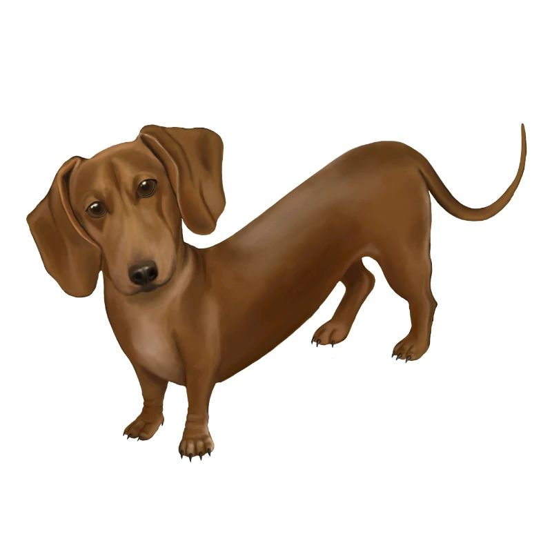 Chien - teckel