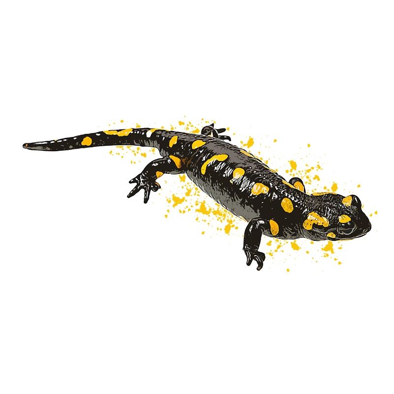 Salamandre de feu Salamandre
