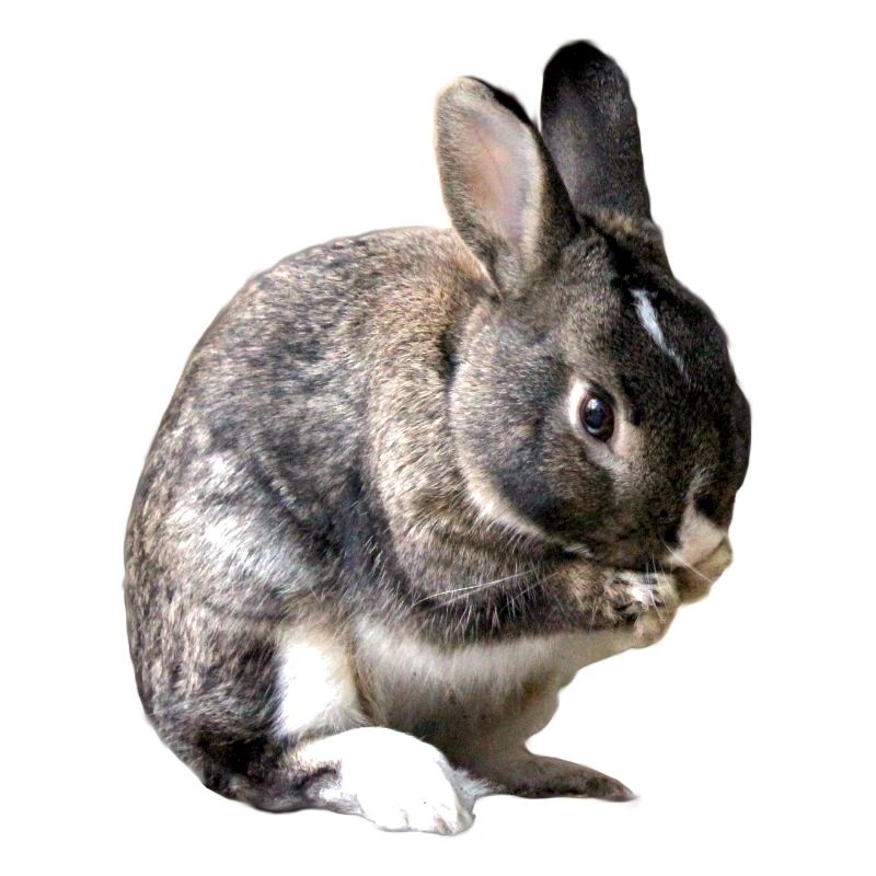 lapin