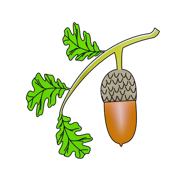 Foglia di quercia ghianda bea