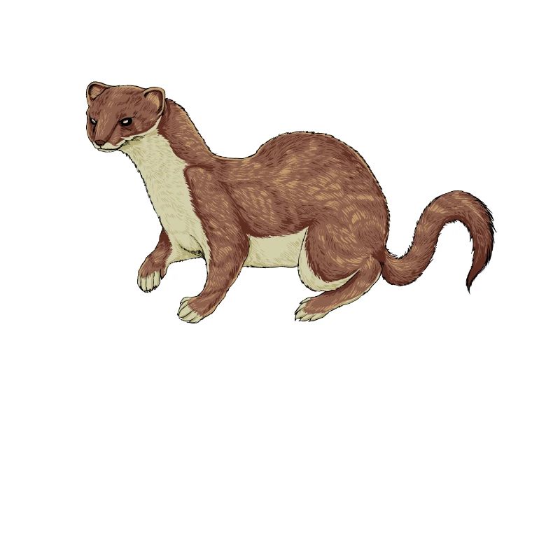 Dessin en couleur d’une belette