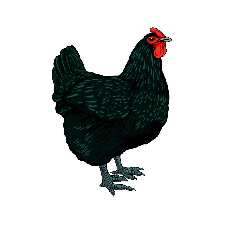 Jersey Géant