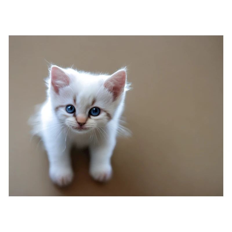 Kitten cute blue eyes