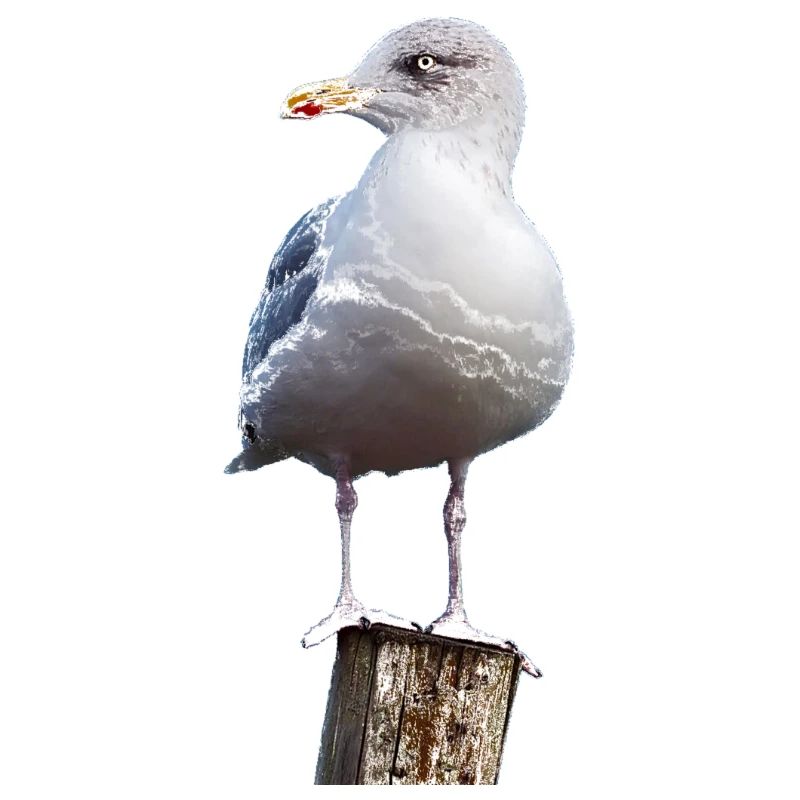 Möwe