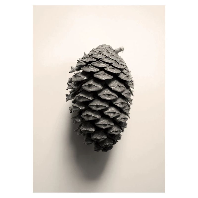 pinecone