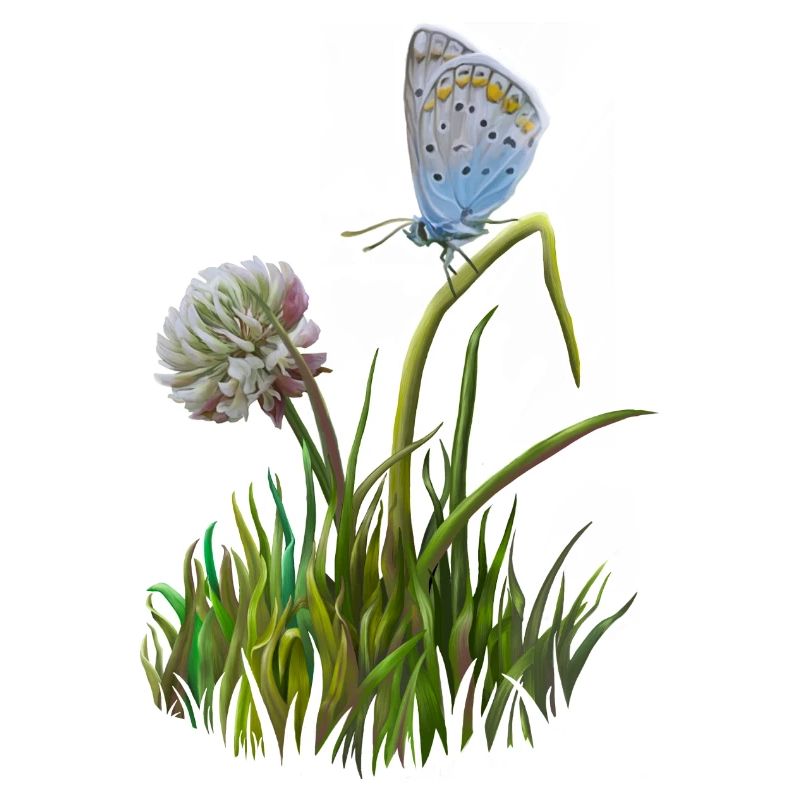 Papillon et trèfle