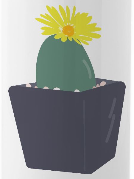 Lithops flower３