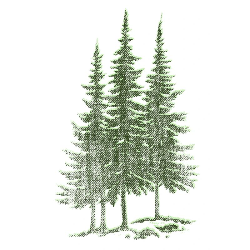 Forest, Spruce, Fir Trees