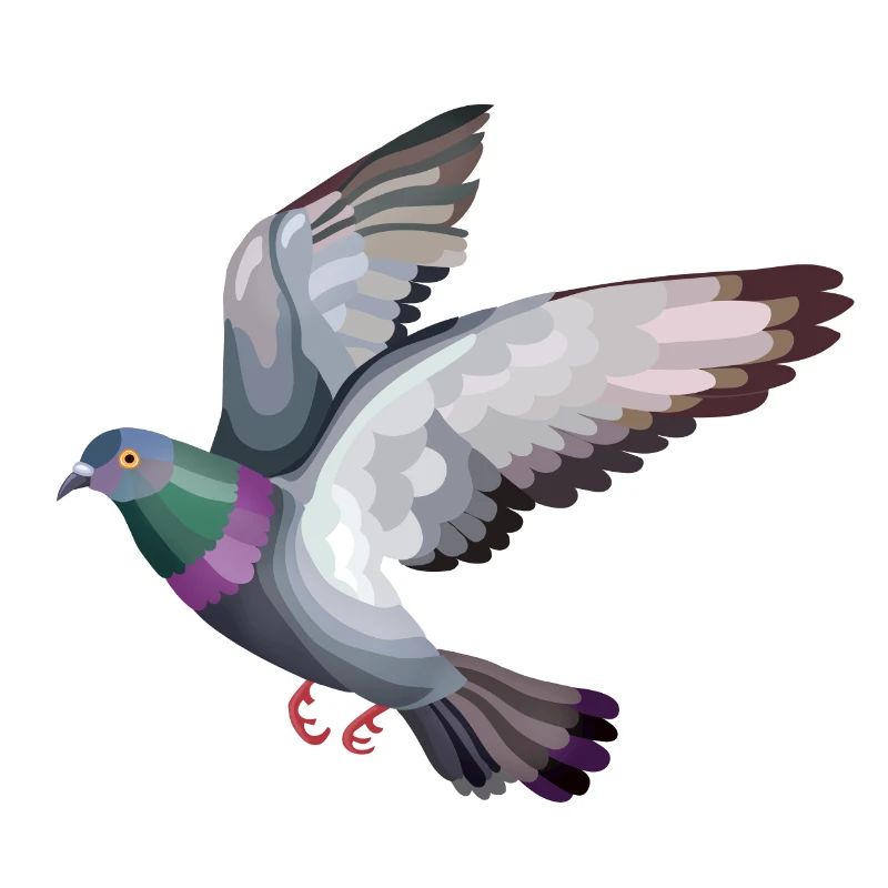 Taubenfliegen