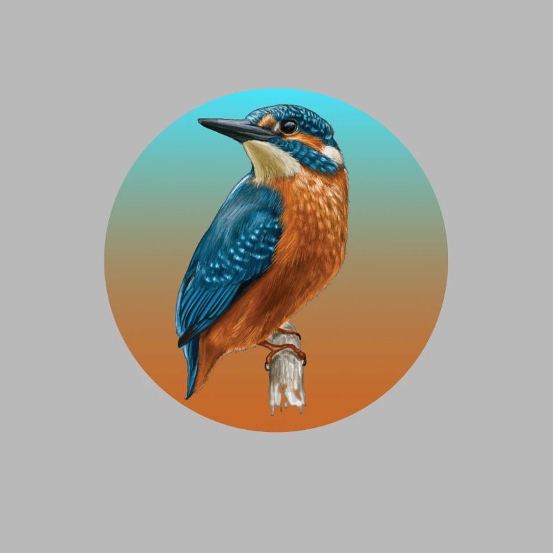 Vögel Eisvogel Vogel
