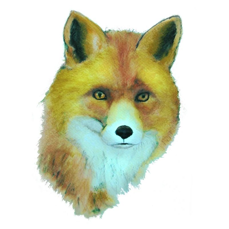 Fuchs