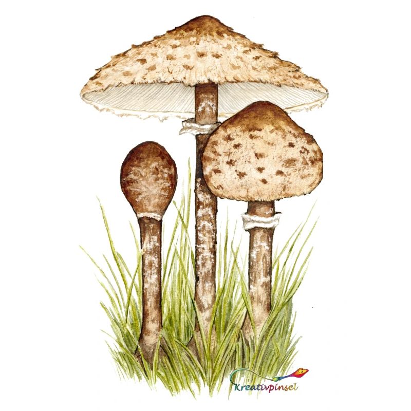 Champignon parasol ou parapluie géant