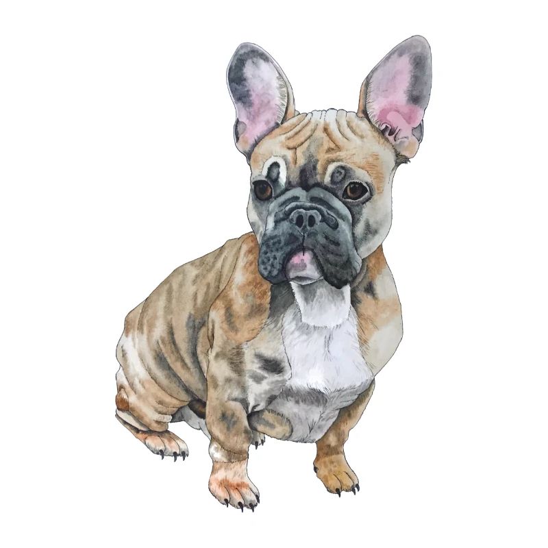Français Bouledogue