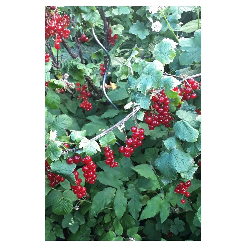 Red currants on shrub