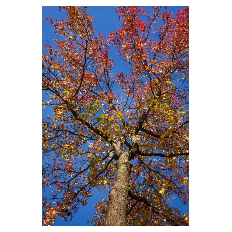 Maple