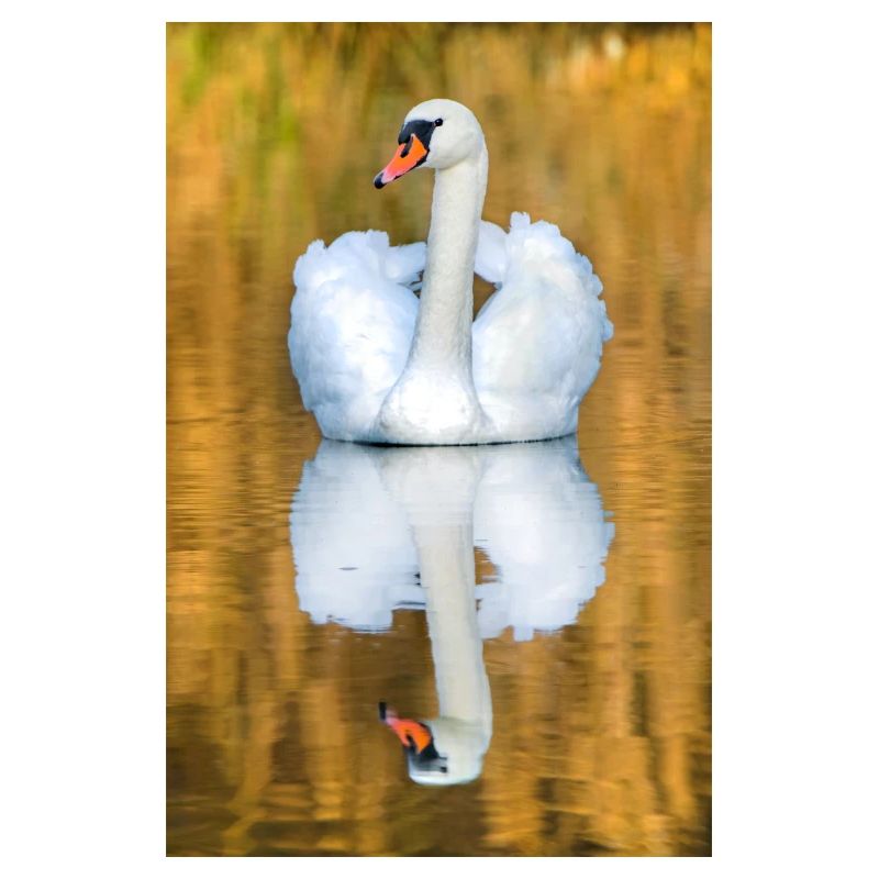 Schwanensee, Schwan im See mit Spiegelbild