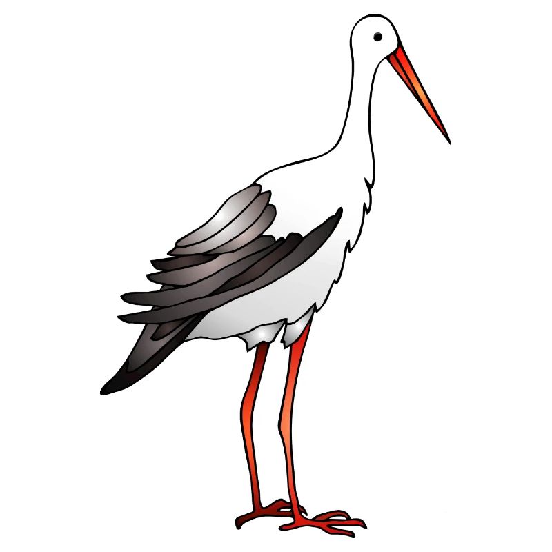 Stork bird