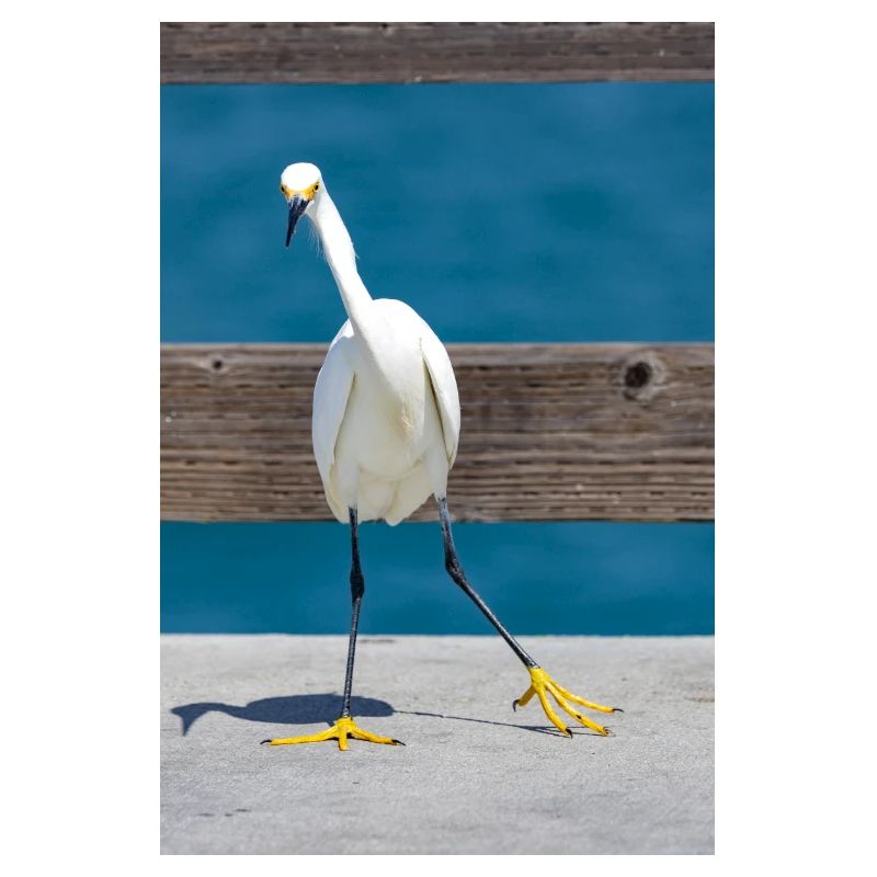 Aigrette neigeuse
