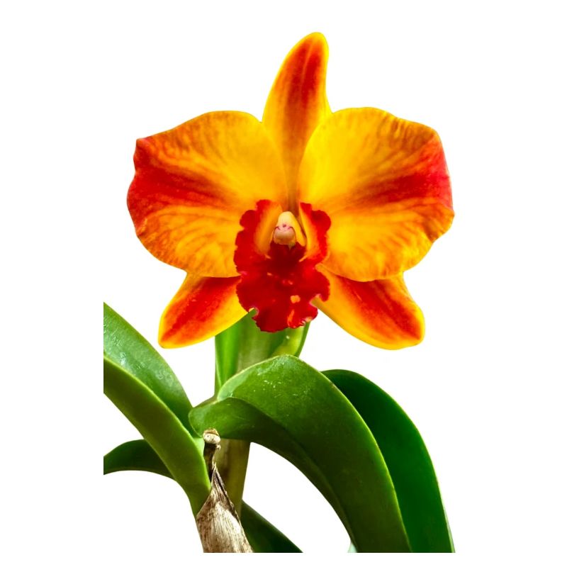 Cattleya Hybride Orange Rouge Jaune Fleur d’Orchidée
